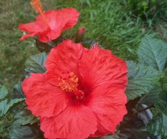 HIBISCUS