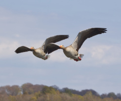 Flying over Lake Lyngby - May 2024.