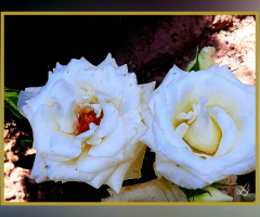 White beauties ⚜⚜
