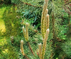 PINE TREE WITH NEW GROWTHS