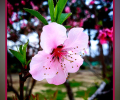 Apple blossom ⚜⚜