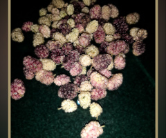 Mulberries, توت ⚜⚜