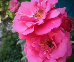 ROSES AND BEE