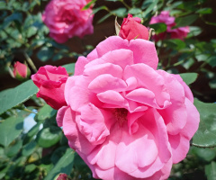 CLIMBING ROSE