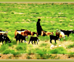 Shepherd at Chiltan Valley Quetta ⚜⚜