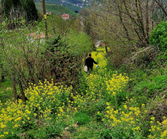 Çiçekli yol