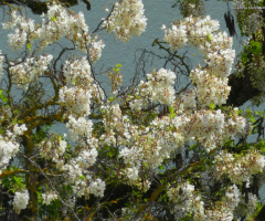 Black locust