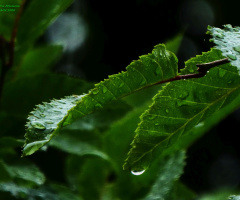 raindrops