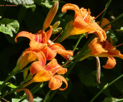 Lilium