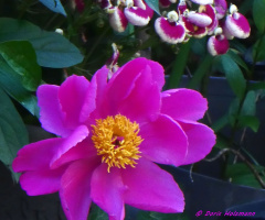 blossoms