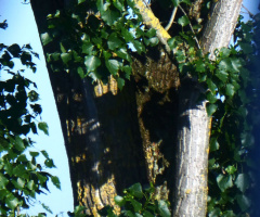 split tree