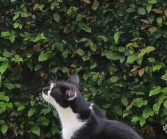 Neighbour's cat 