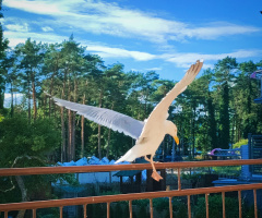 READY TO FLY