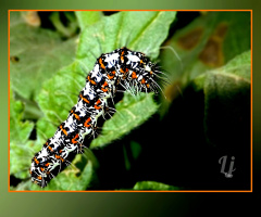 Caterpillar ⚜⚜