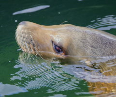 Sea Lion - Cph Zoo - July 2024.