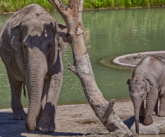 Copenhagen Zoo - July 2024