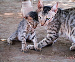 Kitten and Mom ⚜⚜
