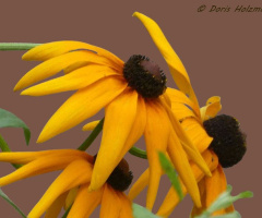 Rudbeckia hirta, commonly called black-eyed Susan