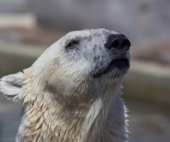 Copenhagen Zoo - July 2024
