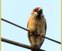 Sparrow 
