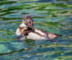 Copenhagen Zoo - July 2024