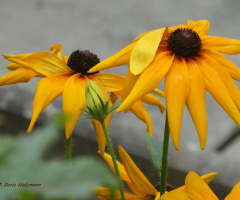 Rudbeckia hirta, commonly called black-eyed Susan