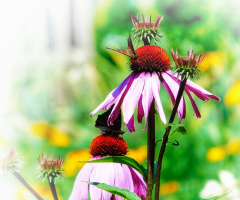 ECHINACEA PURPUREA