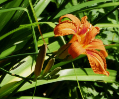 fire lily