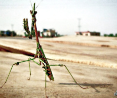 Praying Mantis ⚜ ⚜ ،شکاری