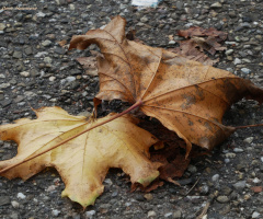 Leaf