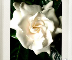 White Rose ⚜ ⚜ 