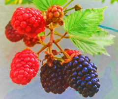 BLACKBERRIES 