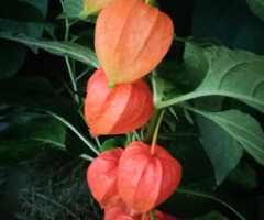 FRUITS OF PHYSALIS