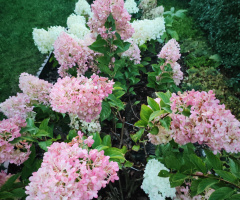 COLORFUL HYDRANGEA
