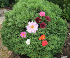 NATURAL DECORATION