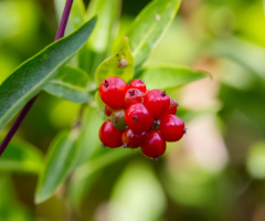 In a Garden...