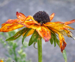 RUDBECKIA 