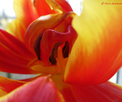 tulip