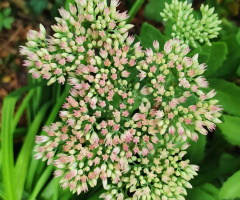 BUTTERFLY STONECROP