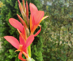 CANNA JUST BLOOMING