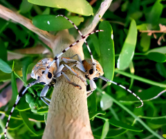 Moths⚜⚜⚜