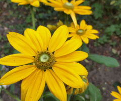 RUDBECKIA SUNBECKIA 