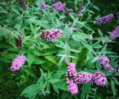 BUDDLEJA 