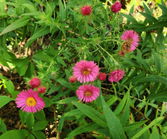 AUTUMN BLOOMING