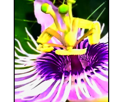 Passion Flower ❤️⚜❤️