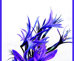 Wild mountain lilly, نیلوفر