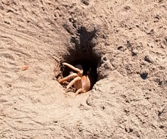 HIDDEN IN THE SAND 