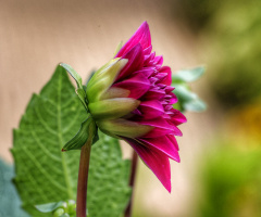 Flowers In Tivoli - 2024.