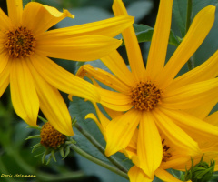 Topinambur (Helianthus tuberosus)