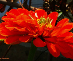 Zinnia